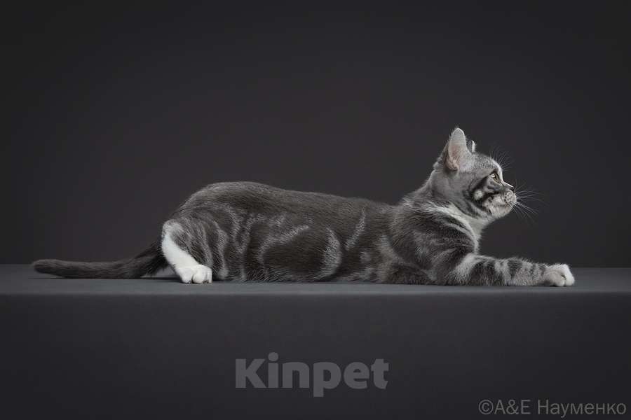 Кошки в Москве: Американская короткошерстная кошка Девочка, 70 000 руб. - фото 3