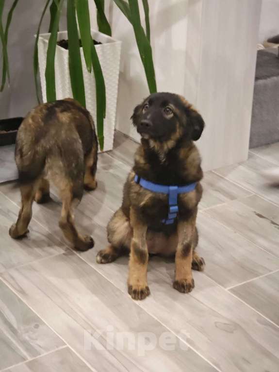 Собаки в Москве: Девочка с умными глазами Пуша 3,5 месяца ищет дом  Девочка, Бесплатно - фото 2