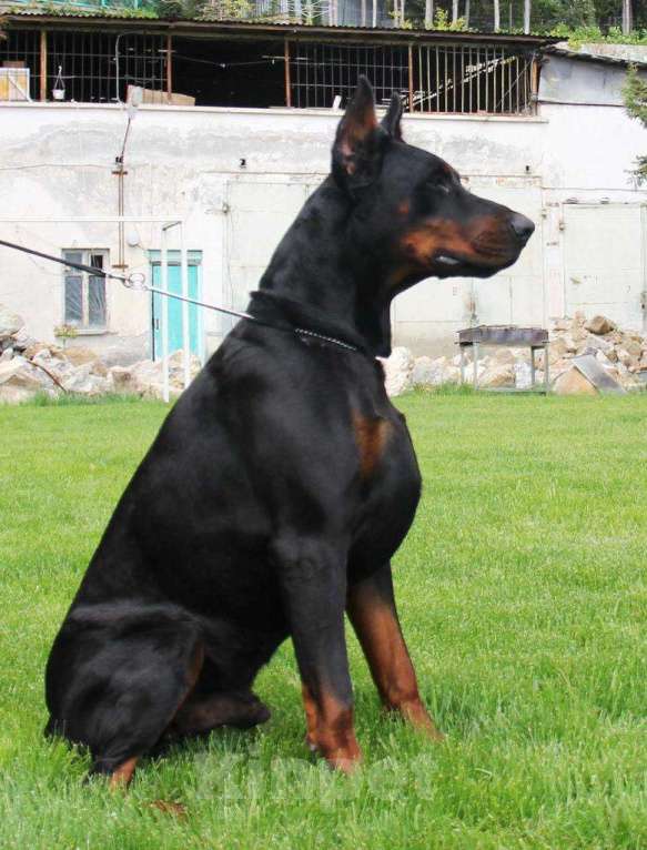 Собаки в Чехове: Шикарный щенок добермана РКФ Мальчик, 90 000 руб. - фото 8