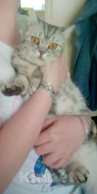 Кошки в Владимире: Кошка Девочка, Бесплатно - фото 4