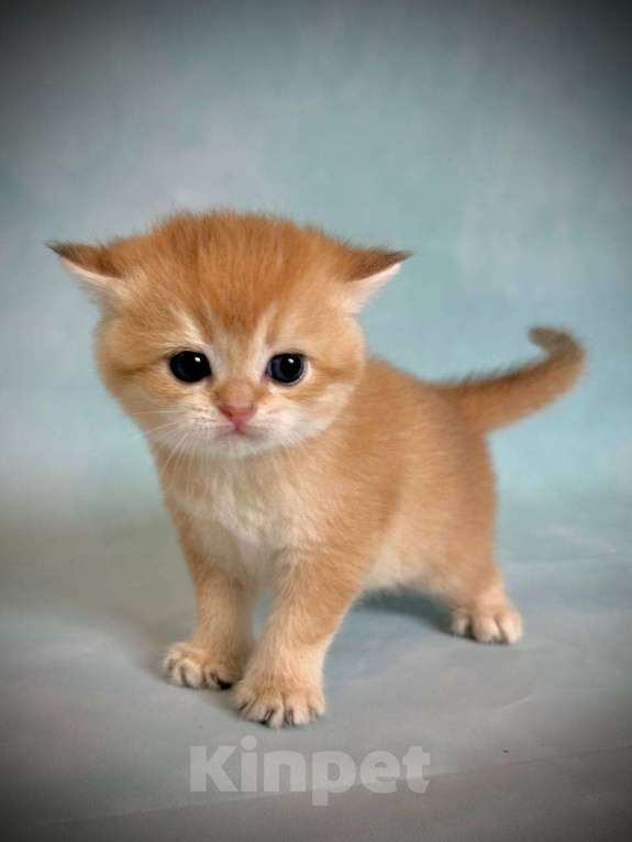 Кошки в Калуге: Британская золотая шиншилла Девочка, 45 000 руб. - фото 5