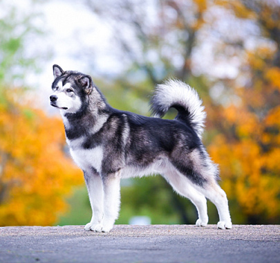 Аляскинский маламут