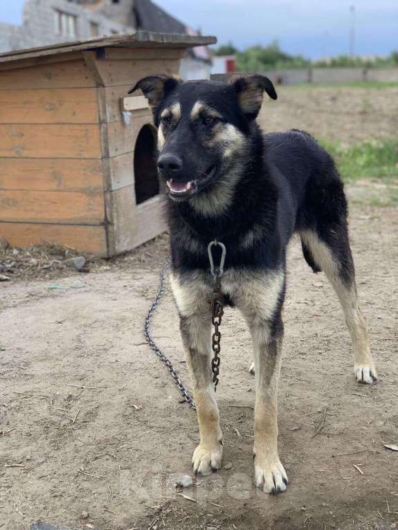 Собаки в Сургуте: Хеппи ищет дом!, Бесплатно - фото 1