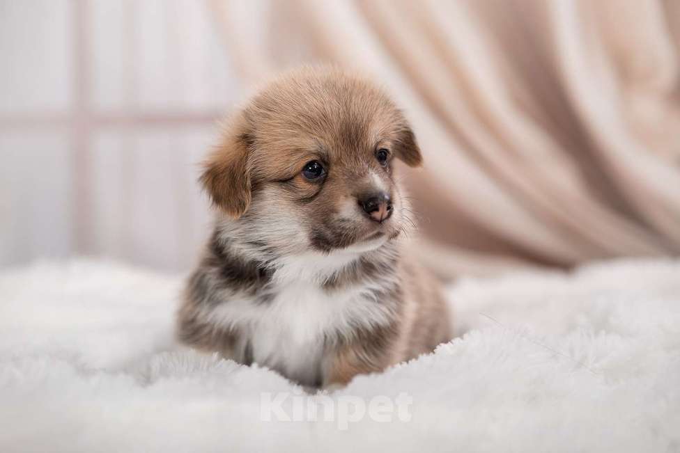 Собаки в Кирове: Вельш корги пемброк Девочка, 80 000 руб. - фото 2