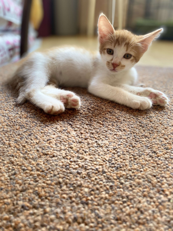 Кошки в Москве: Пончо-котенок малыш Мальчик, Бесплатно - фото 3