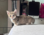 Кошки в Екатеринбурге: Девочка коротколапая манч Девочка, 65 000 руб. - фото 1