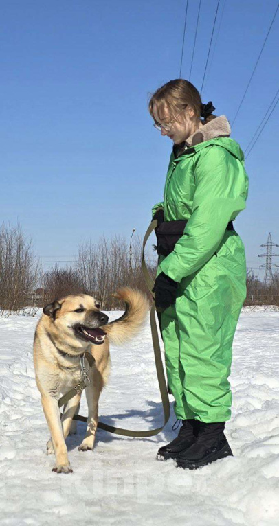 Собаки в Королеве: Велес. Приют Зоодом. Мальчик, Бесплатно - фото 9