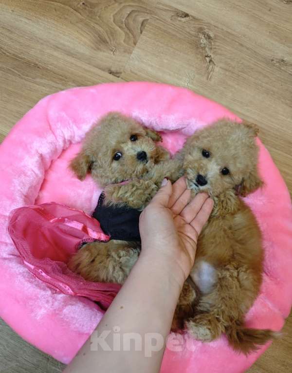 Собаки в Москве: Мальтипу Тедди ЩЕНКИ Мальчик, Бесплатно - фото 1