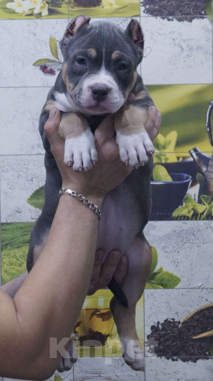 Собаки в Белово: Девочка булочка Девочка, 170 000 руб. - фото 1