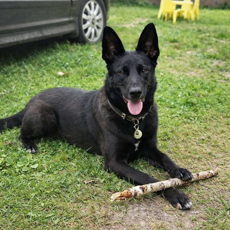 Собаки в Москве: Белка ищет дом Девочка, Бесплатно - фото 1