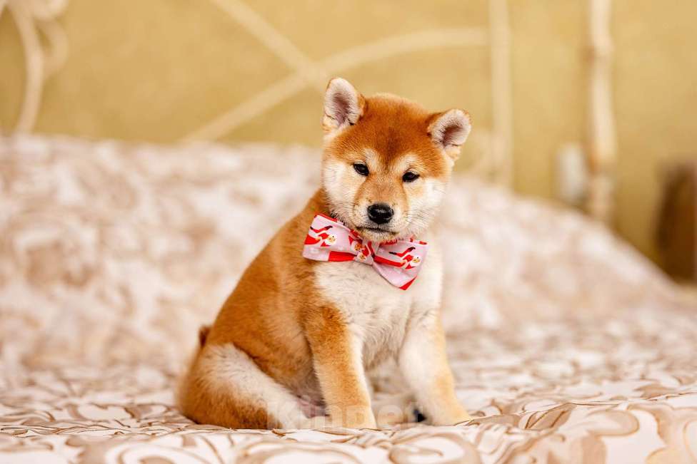 Собаки в Владимире: Щенок сиба ину Мальчик, Бесплатно - фото 4