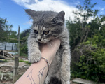 Кошки в Минеральном Воде: Котенок в добрые руки Девочка, Бесплатно - фото 2