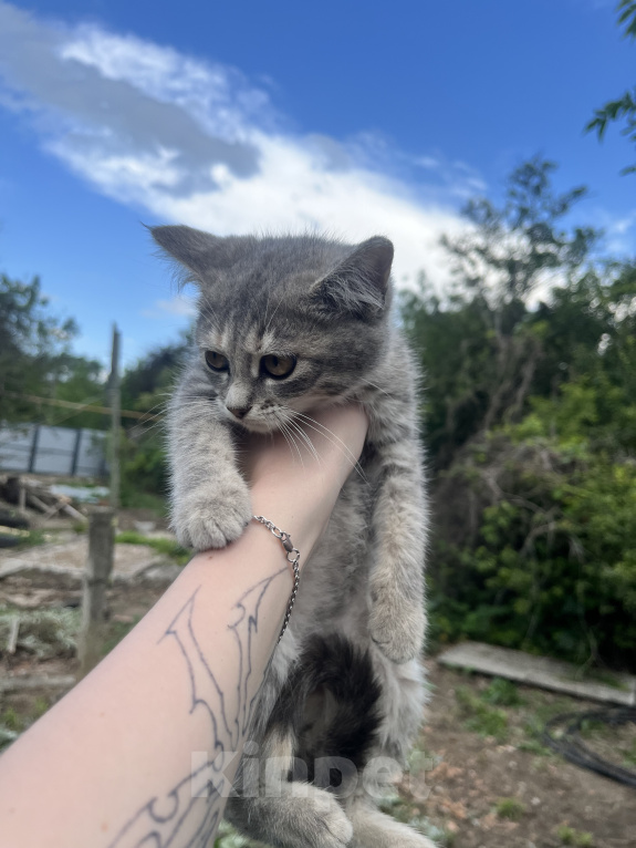 Кошки в Минеральном Воде: Котенок в добрые руки Девочка, Бесплатно - фото 2