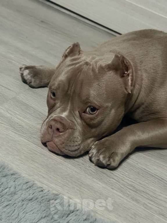 Собаки в Уссурийске: Щенок Американский булли покет Девочка, 100 000 руб. - фото 5