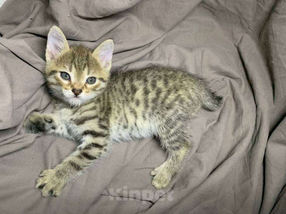 Кошки в Ульяновске: Котенок в добрые руки Девочка, Бесплатно - фото 1