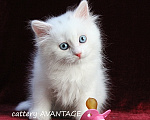 Кошки в Санкт-Петербурге: Сибирский клубный котенок с документами и вакцинациями Девочка, Бесплатно - фото 1