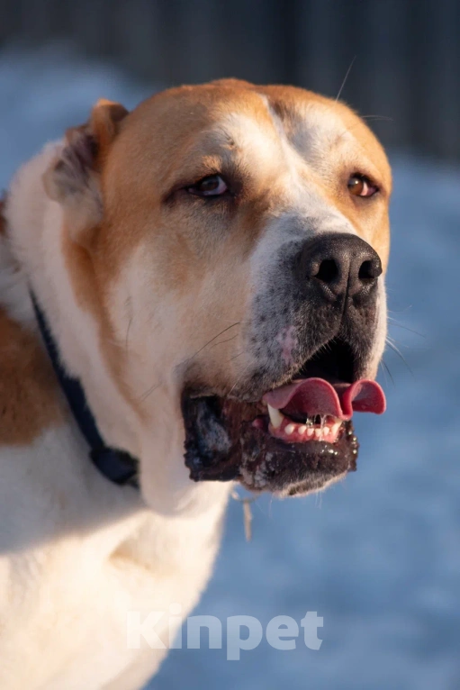 Собаки в других городах Московской области: алабай сармат в добрые руки Мальчик, Бесплатно - фото 1