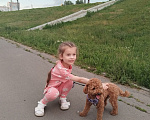 Собаки в Саранске: Эльза ищет своего кобеля! Девочка, Бесплатно - фото 1