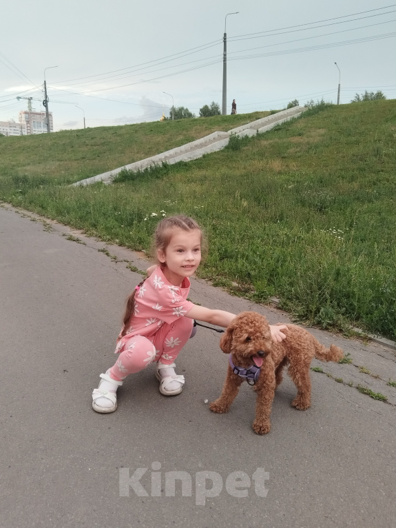 Собаки в Саранске: Эльза ищет своего кобеля! Девочка, Бесплатно - фото 1