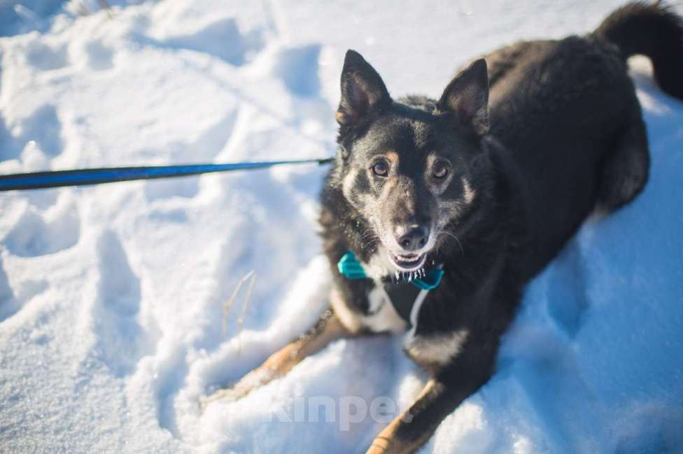 Собаки в Москве: Фиксик Мальчик, Бесплатно - фото 2