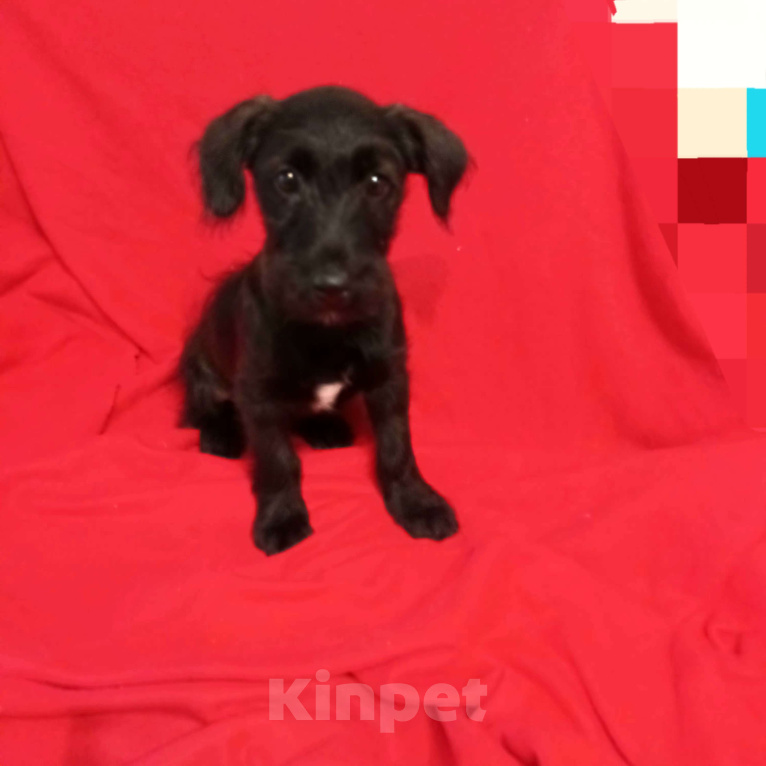 Собаки в Санкт-Петербурге: Щенок в добрые руки Девочка, Бесплатно - фото 2