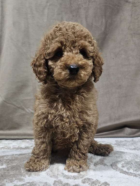 Собаки в Москве: Мия Девочка, 65 000 руб. - фото 5