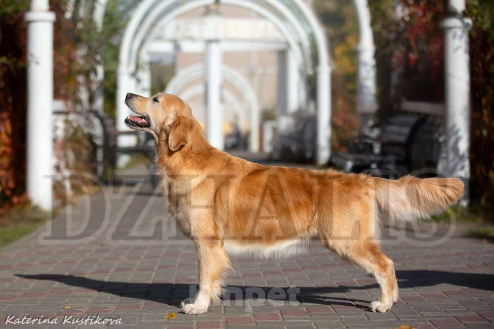 Собаки в Москве: Щенок золотистого ретривера девочка из питомника в Москве Девочка, 70 000 руб. - фото 7