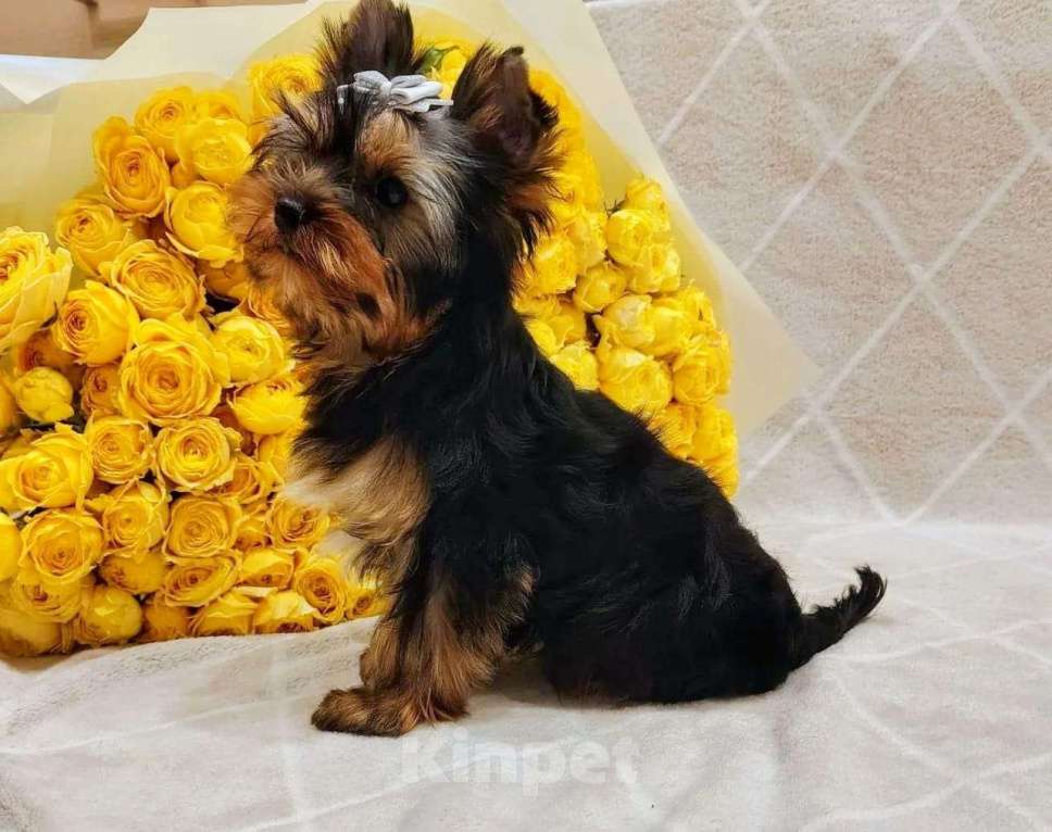 Собаки в Москве: Йоркширский терьер, девочка Девочка, 55 000 руб. - фото 1