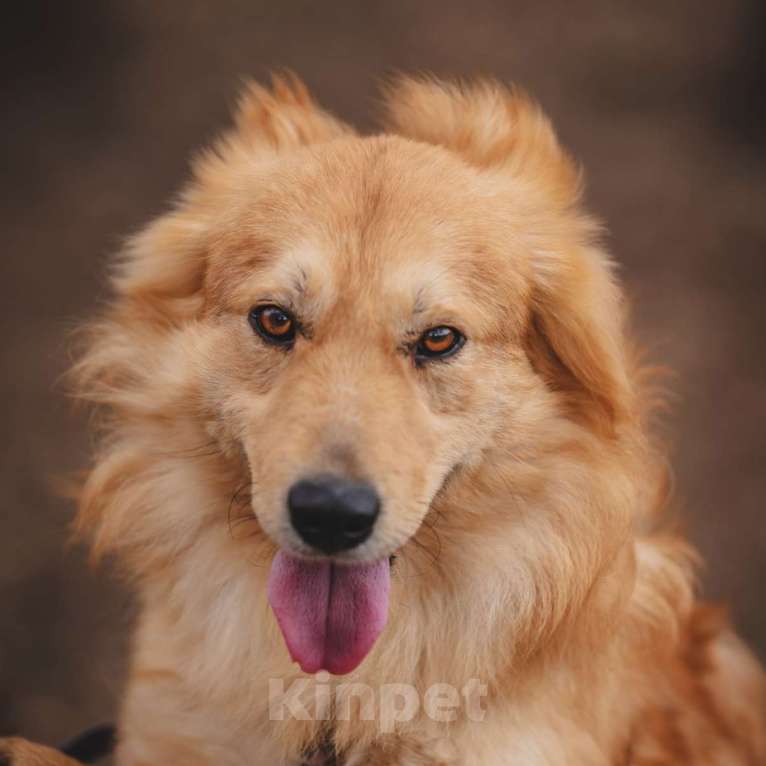 Собаки в Москве: Собака из приюта в добрые руки Мальчик, 99 руб. - фото 4