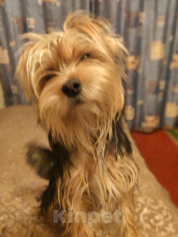 Собаки в Екатеринбурге: Протерялся Мальчик, 5 000 руб. - фото 1