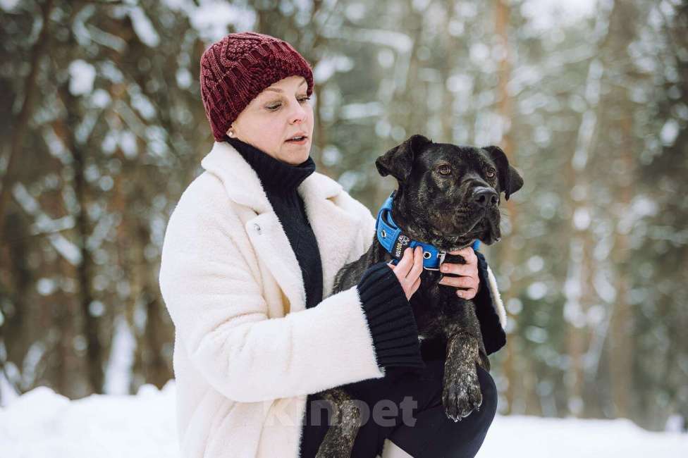 Собаки в Москве: Метис алано эспаньол Дони в добрые руки Мальчик, 1 руб. - фото 9