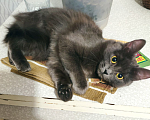 Кошки в Рязани: Кошка Аделаида ищет любящую семью Девочка, Бесплатно - фото 6