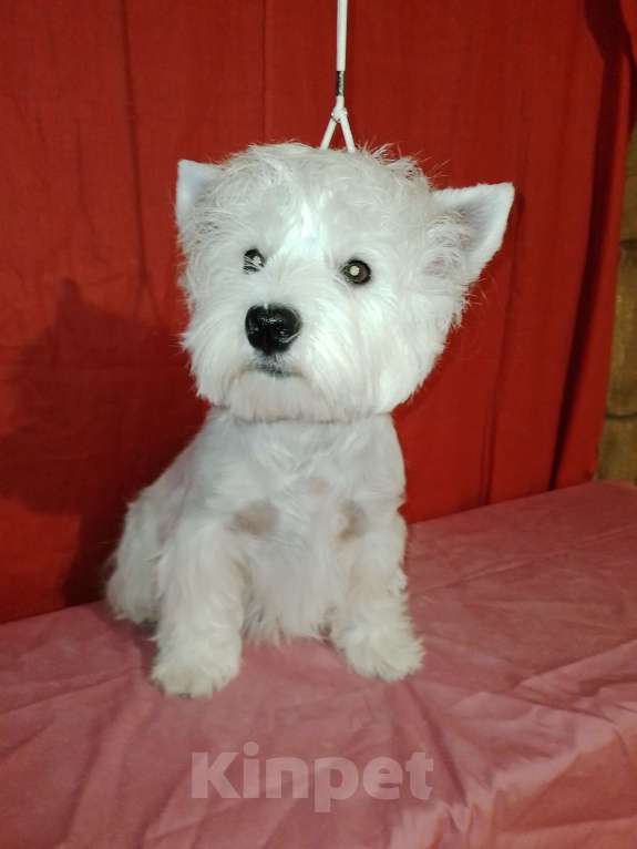 Собаки в Волгограде: Щенки 8естхайленд 8айт терьера Девочка, 65 000 руб. - фото 2