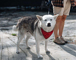 Собаки в Москве: Лейла ищет дом Девочка, Бесплатно - фото 3
