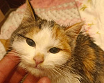 Кошки в Балашихе: Котята в добрые руки Девочка, 1 руб. - фото 1
