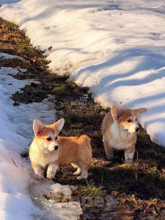 Собаки в Москве: Щенки вельш корги Пемброк Девочка, 45 000 руб. - фото 3