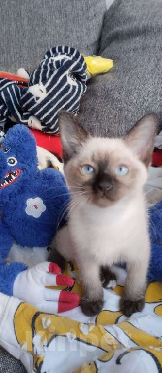 Кошки в других городах Московской области: Девочка Девочка, 11 000 руб. - фото 1