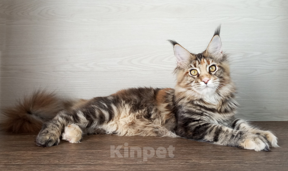 Кошки в Москве: Мейн-Кун котята Девочка, Бесплатно - фото 3