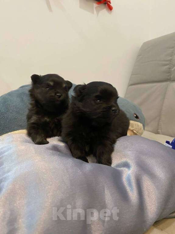 Собаки в Вологде: Малый немецкий шпиц, мальчик черный, документы РКФ Мальчик, 50 000 руб. - фото 3