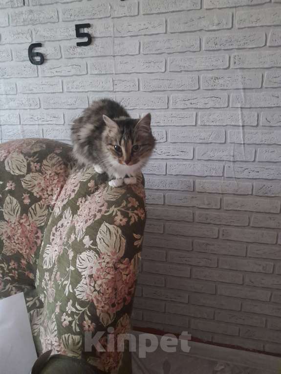 Кошки в Великом Новгороде: Отдам в добрые руки кошечку.  Девочка, Бесплатно - фото 2