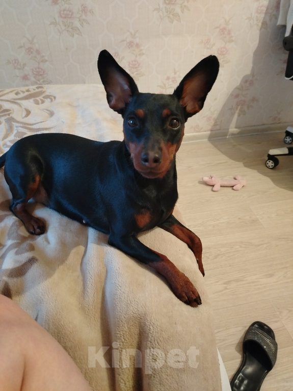 Собаки в Воронеже: Щенки Цвергаинчера Разнополые, 60 000 руб. - фото 8