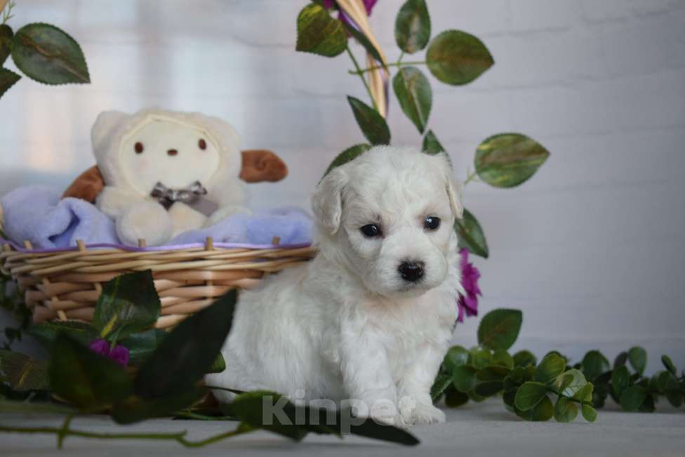 Собаки в Красноярске: Щенки бишон фризе Мальчик, Бесплатно - фото 1