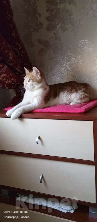 Кошки в Волгограде: Курильский бобтейл Корниола Девочка, 1 000 руб. - фото 4