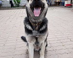 Собаки в Белгороде: Кобель ВЕО вязка Мальчик, 2 400 руб. - фото 1