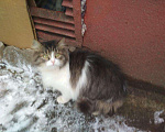 Кошки в Ливны: Наивная красавица Пуша ждет вас..., Бесплатно - фото 4