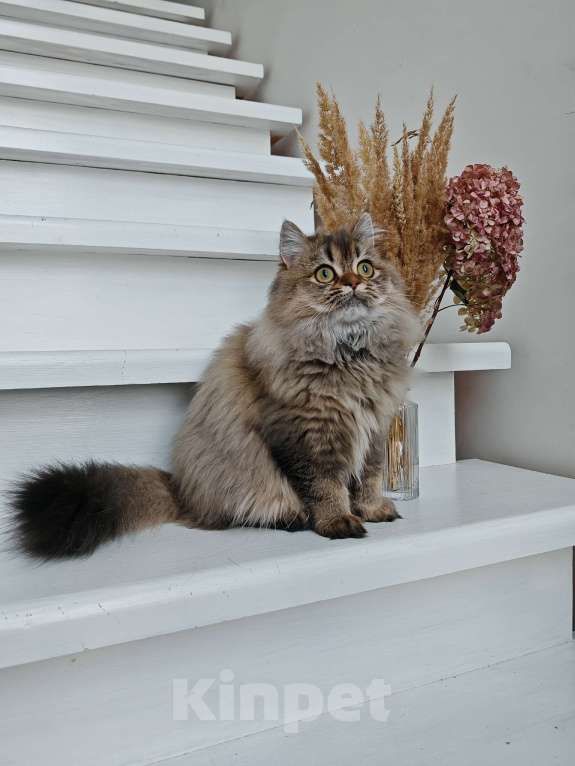 Кошки в Москве: Длинношертсная шотландская кошечка Девочка, 50 000 руб. - фото 8