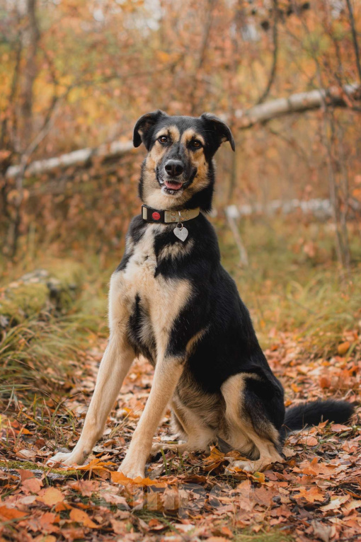 Собаки в Москве: Трогательная милашка Шаби в поиске любящих родителей! Девочка, Бесплатно - фото 4