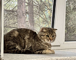Кошки в Новочеркасске: Найден вислоухий кот  Мальчик, Бесплатно - фото 4