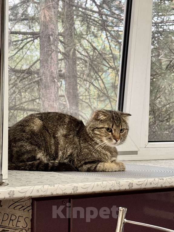 Кошки в Новочеркасске: Найден вислоухий кот  Мальчик, Бесплатно - фото 4