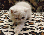 Кошки в Краснодаре: Экзоты Мальчик, 10 000 руб. - фото 1